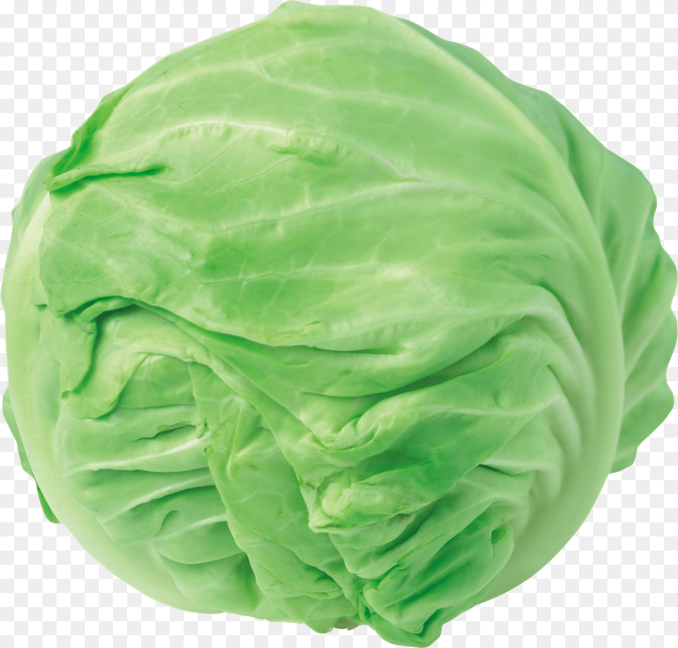 Cabbage Free Png