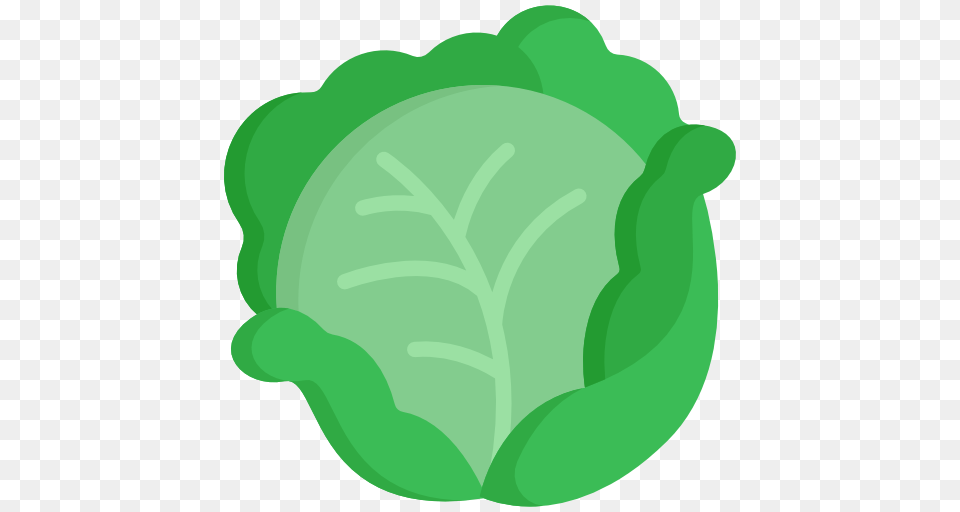 Cabbage, Leaf, Plant, Food, Leafy Green Vegetable Png Image