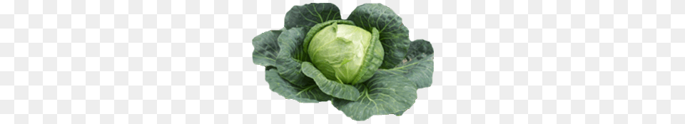 Cabbage, Vegetable, Produce, Plant, Leafy Green Vegetable Png