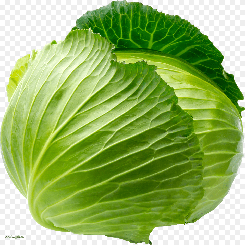 Cabbage Free Png