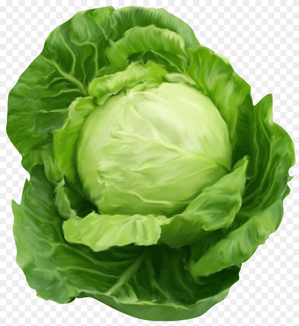 Cabbage, Food, Leafy Green Vegetable, Plant, Produce Png