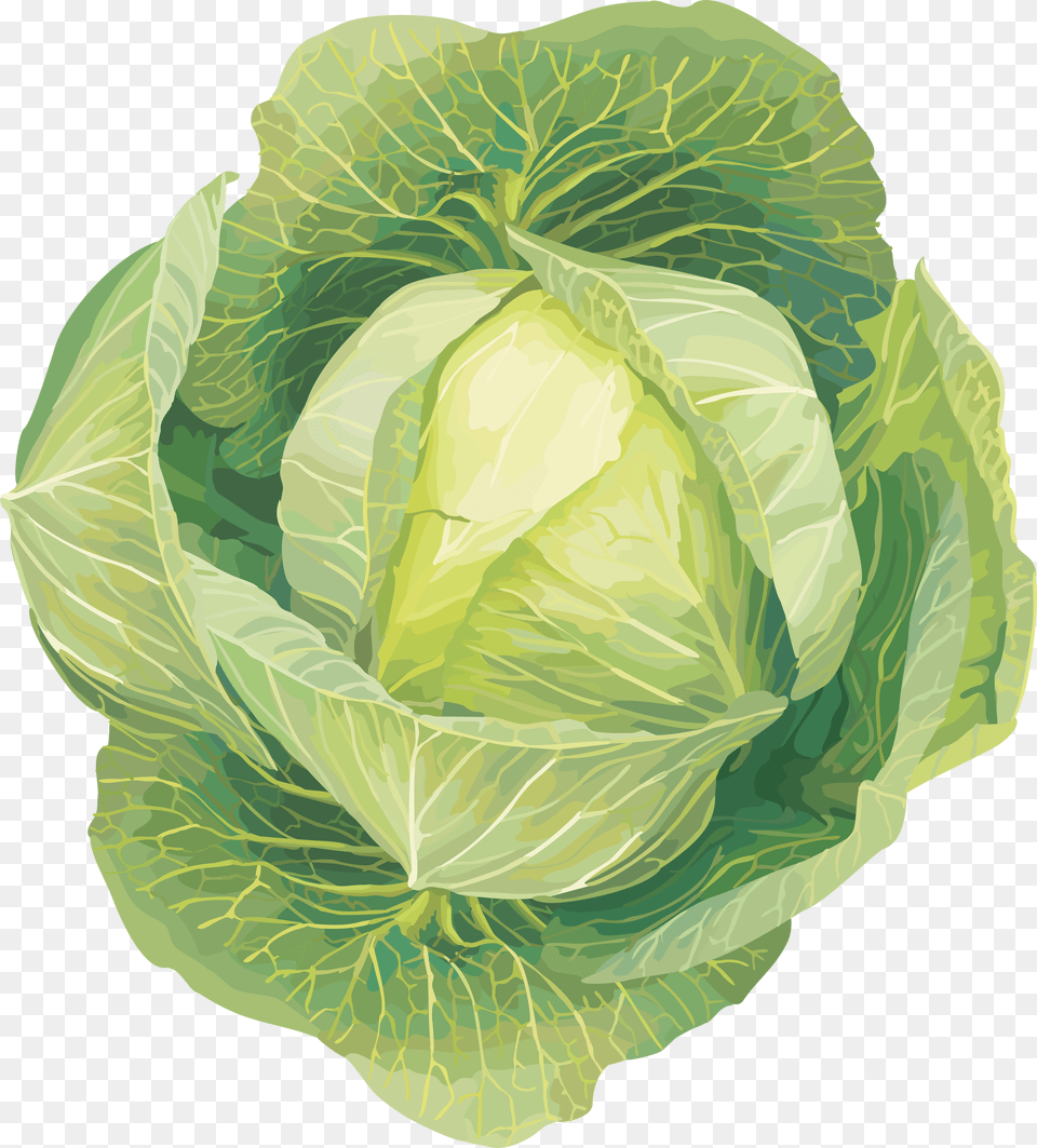 Cabbage, Food, Leafy Green Vegetable, Plant, Produce Png