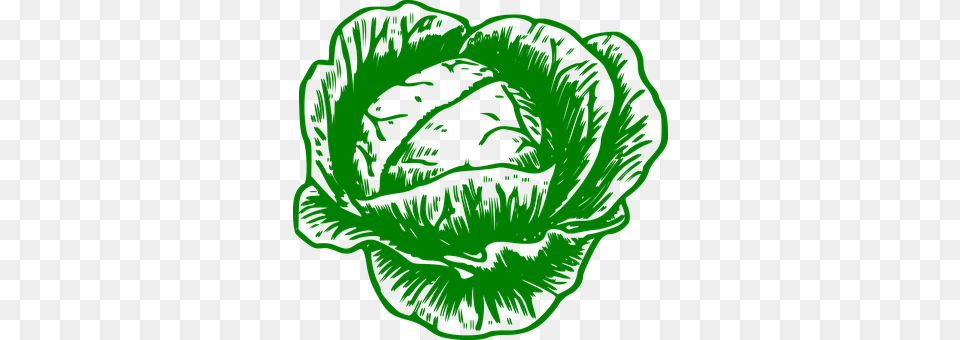 Cabbage Vegetable, Produce, Plant, Leafy Green Vegetable Png