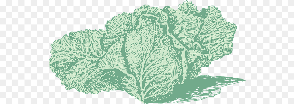 Cabbage Leaf, Plant, Food, Leafy Green Vegetable Png Image