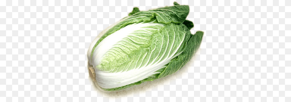 Cabbage, Food, Produce, Leafy Green Vegetable, Plant Free Png Download