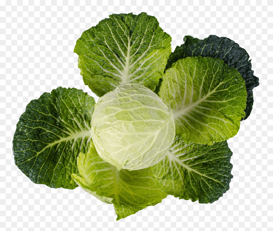 Cabbage, Food, Plant, Produce, Leafy Green Vegetable Png