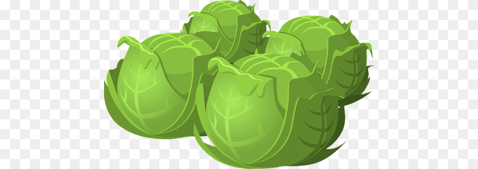 Cabbage Green, Leafy Green Vegetable, Food, Vegetable Png