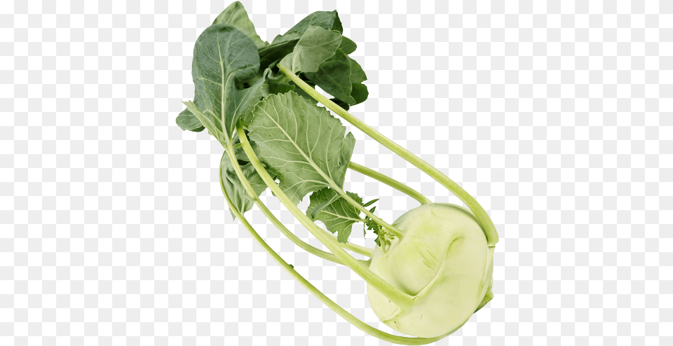 Cabbage Be Fresh Produce Collard Greens, Food, Plant, Kohlrabi, Vegetable Free Png