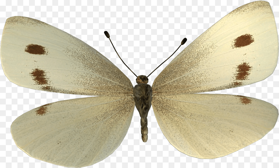 Cabbage Butterfly, Animal, Insect, Invertebrate, Appliance Free Png Download