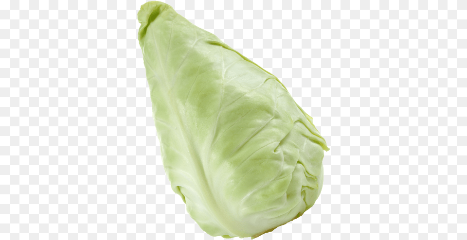 Cabbage Cabbage, Food, Leafy Green Vegetable, Plant, Produce Png Image