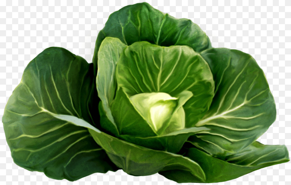 Cabbage Cabbage Plant, Food, Leafy Green Vegetable, Produce, Vegetable Png