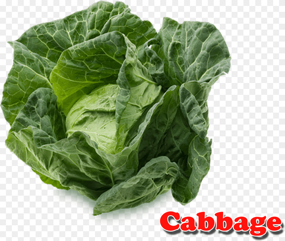 Cabbage Cabbage Vegetable With Name, Food, Leafy Green Vegetable, Plant, Produce Png Image