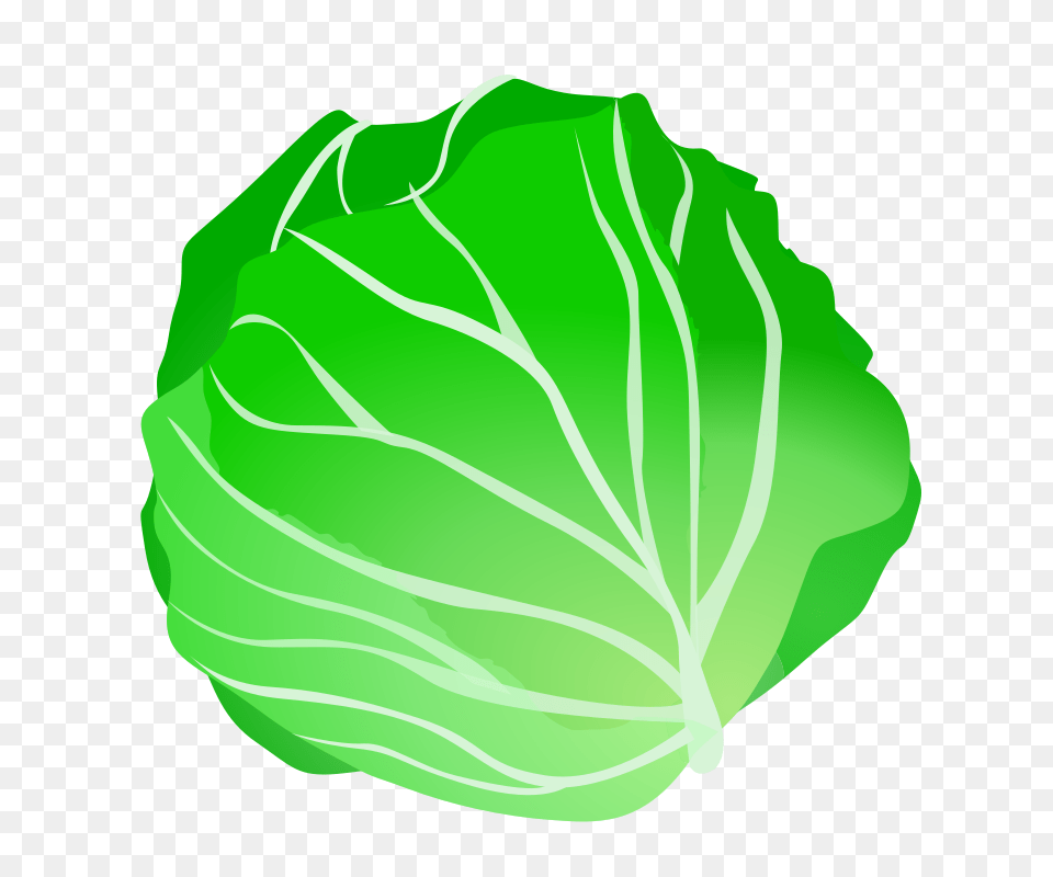 Cabbage Clip Art, Food, Leafy Green Vegetable, Plant, Produce Free Transparent Png