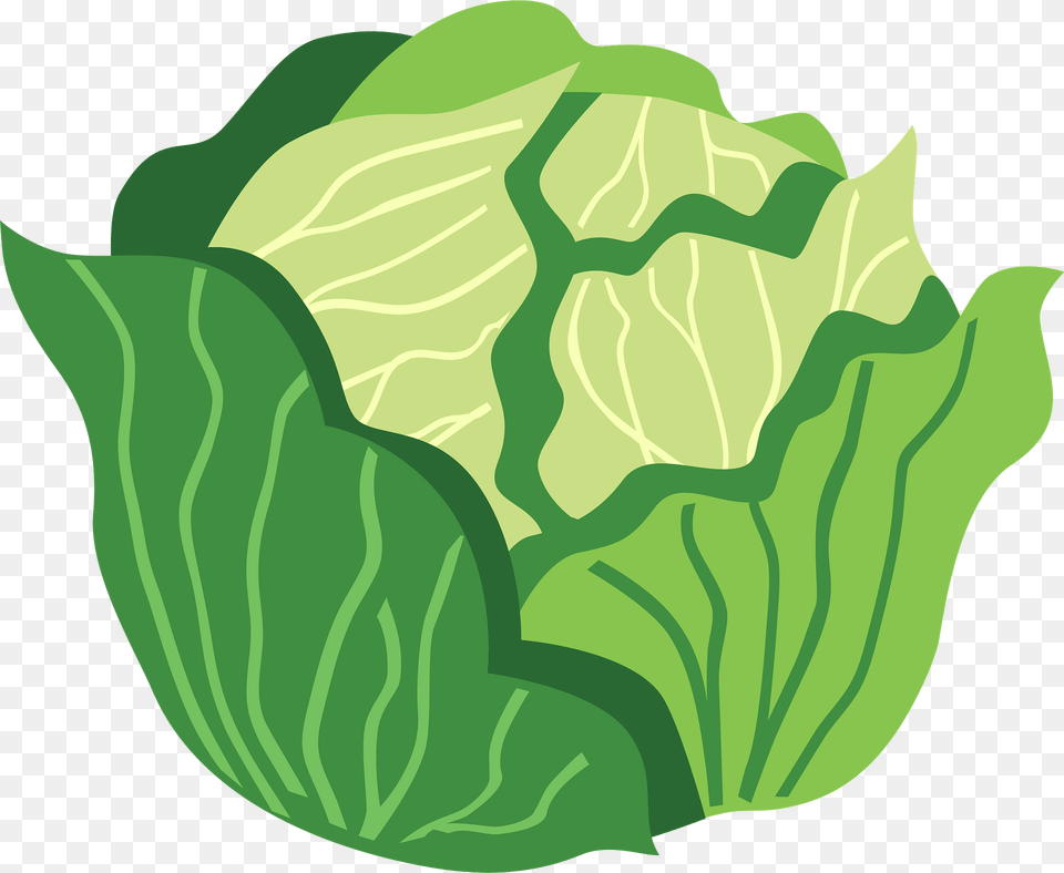 Cabbage Clipart, Food, Leafy Green Vegetable, Plant, Produce Free Transparent Png