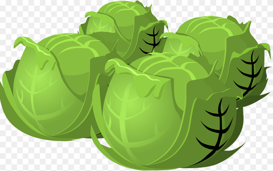 Cabbage Clipart, Green, Food, Leafy Green Vegetable, Plant Png