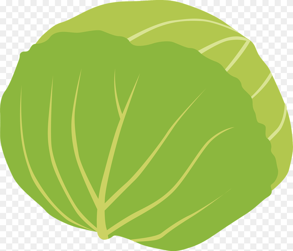 Cabbage Clipart, Food, Leafy Green Vegetable, Plant, Produce Png Image
