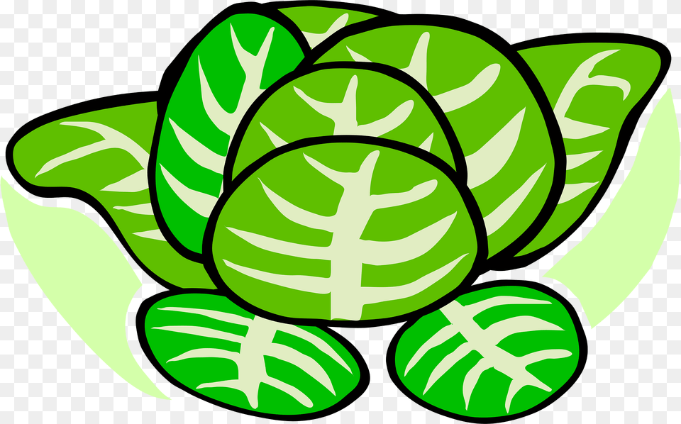 Cabbage Clipart, Green, Plant, Leaf, Moss Png Image