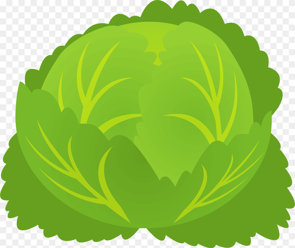 Cabbage Clipart, Green, Leaf, Plant, Food Free Transparent Png