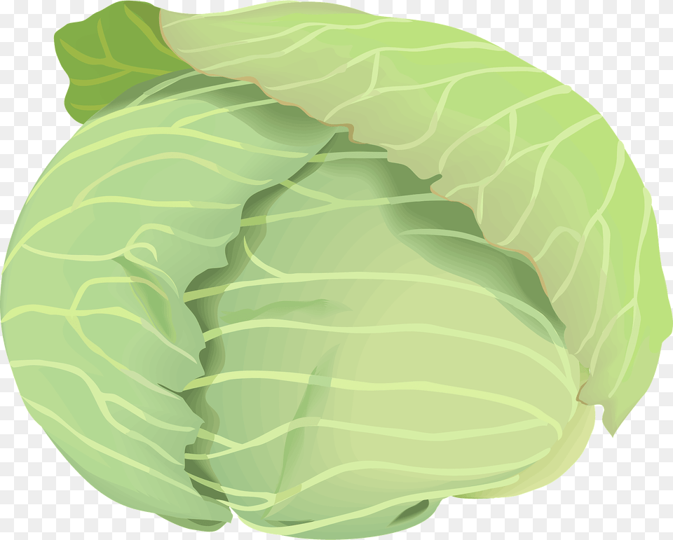 Cabbage Clipart, Leafy Green Vegetable, Food, Vegetable, Head Cabbage Free Transparent Png
