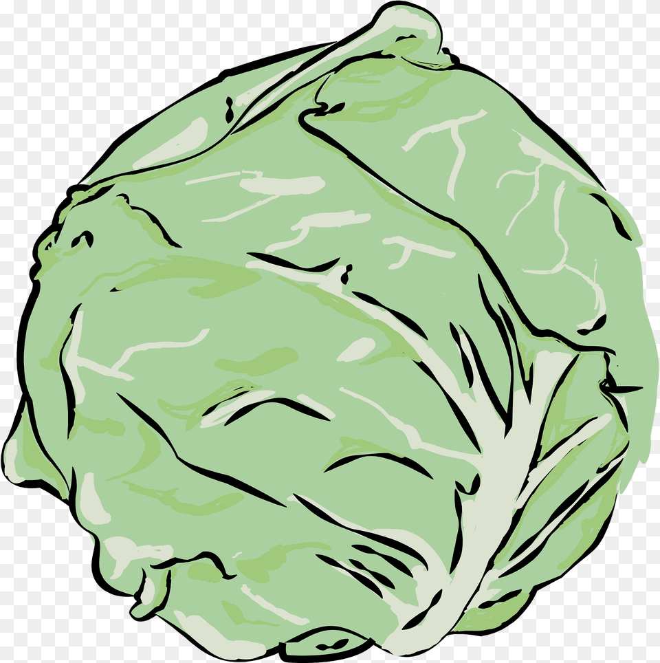 Cabbage Clipart, Vegetable, Produce, Plant, Leafy Green Vegetable Free Transparent Png