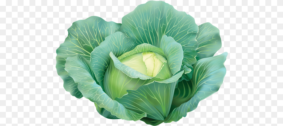 Cabbage Clipart Cabbage Clipart, Food, Leafy Green Vegetable, Plant, Produce Png Image