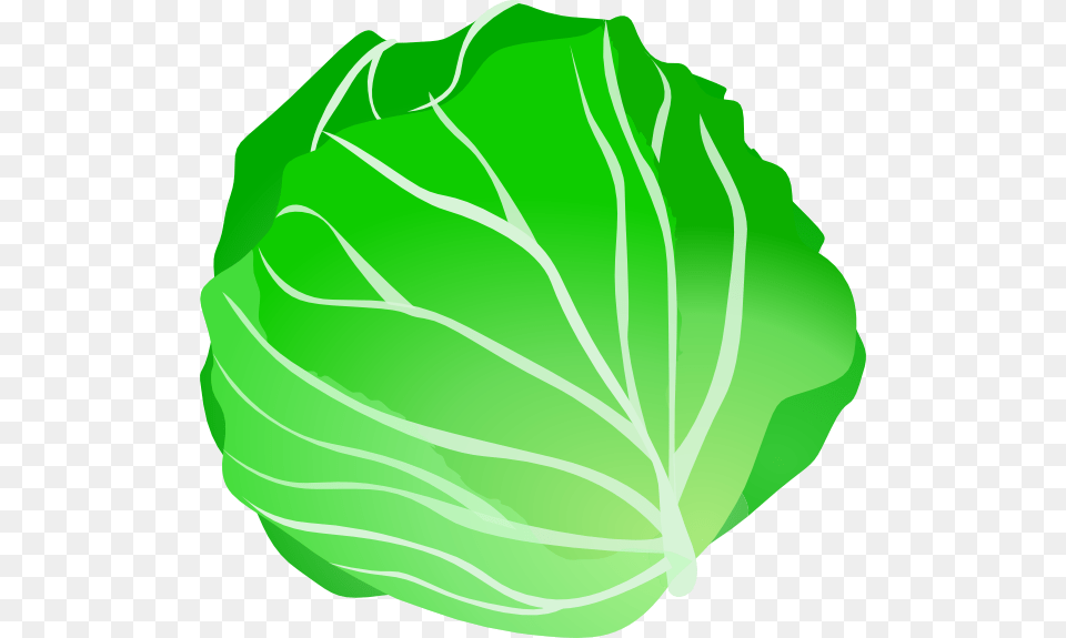 Cabbage Clipart Clip Art Images, Food, Leafy Green Vegetable, Plant, Produce Png Image
