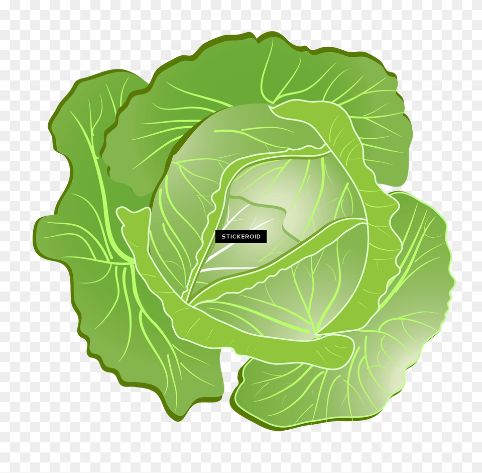 Cabbage Clipart Download Collard Greens Collard Greens, Food, Leafy Green Vegetable, Plant, Produce Free Transparent Png