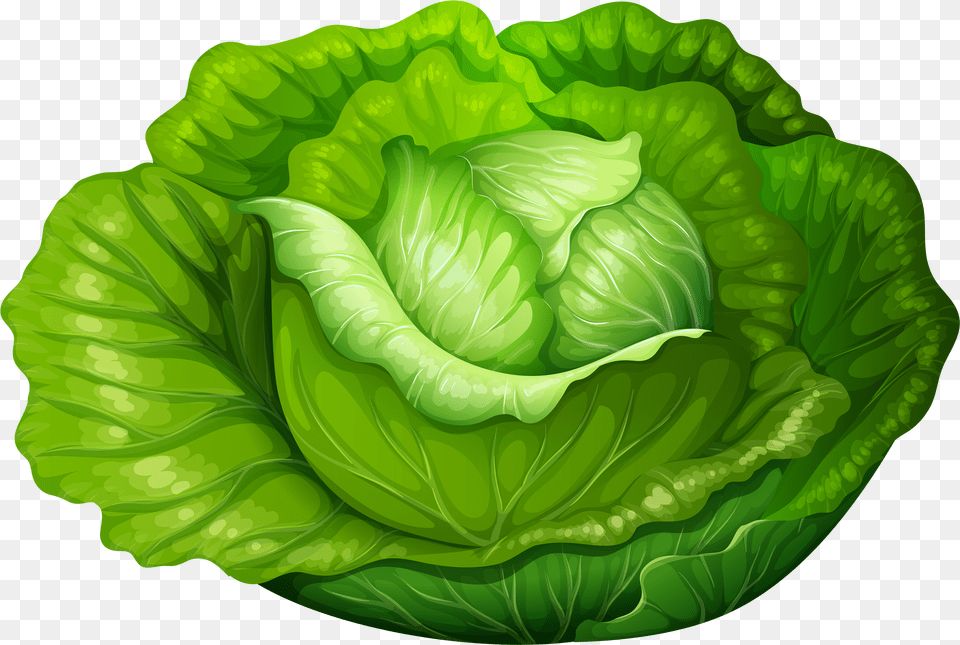 Cabbage Clipart Lettuce Clipart Free Png