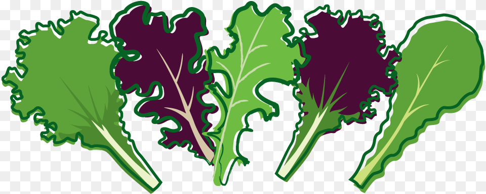 Cabbage Clipart Salad Leave Salad Leaf Clip Art, Food, Kale, Leafy Green Vegetable, Plant Free Png