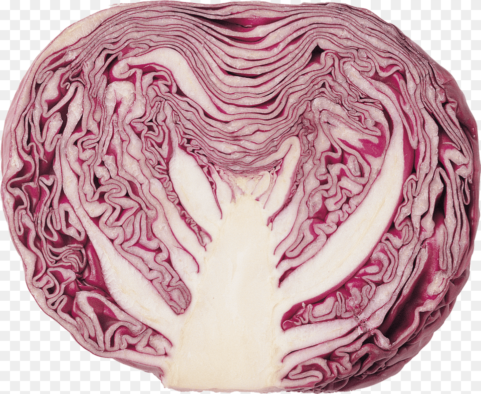 Cabbage Clipart Transparent Background Cabbage Red, Food, Leafy Green Vegetable, Plant, Produce Png Image