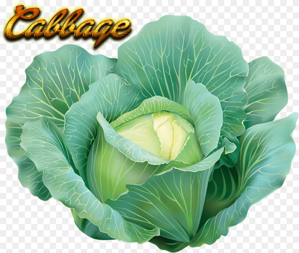 Cabbage Clipart Transparent Image Transparent Background Cabbage, Food, Leafy Green Vegetable, Plant, Produce Free Png Download