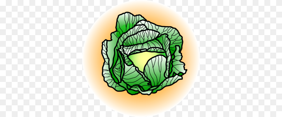 Cabbage Cliparts, Food, Head Cabbage, Leafy Green Vegetable, Plant Png