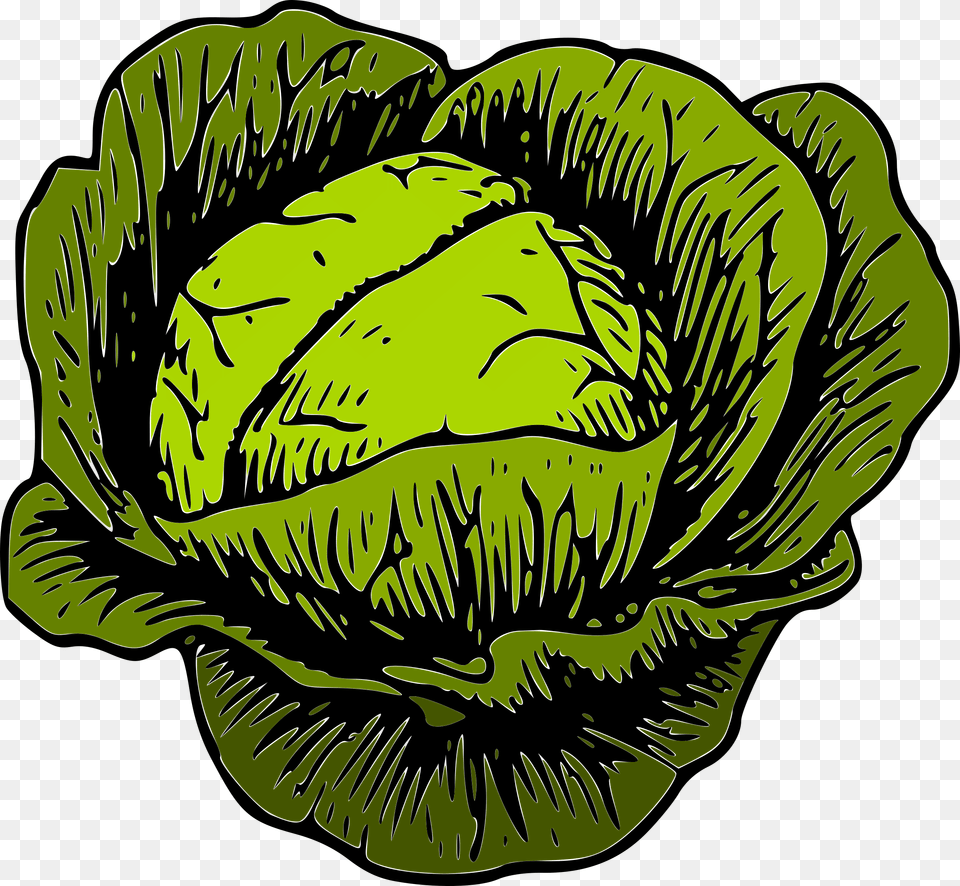 Cabbage Cliparts, Food, Head Cabbage, Leafy Green Vegetable, Plant Free Png Download