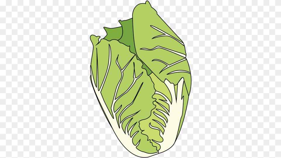 Cabbage Illustration, Food, Produce, Leafy Green Vegetable, Plant Free Png