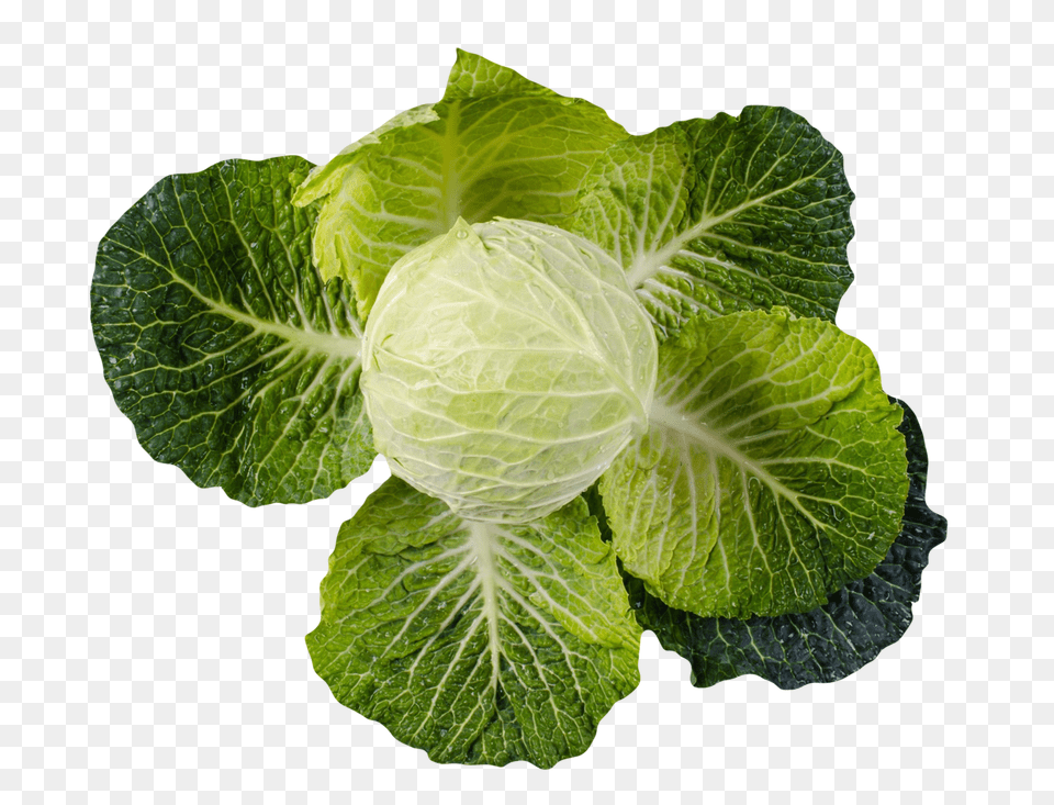 Cabbage Image, Food, Plant, Produce, Leafy Green Vegetable Png