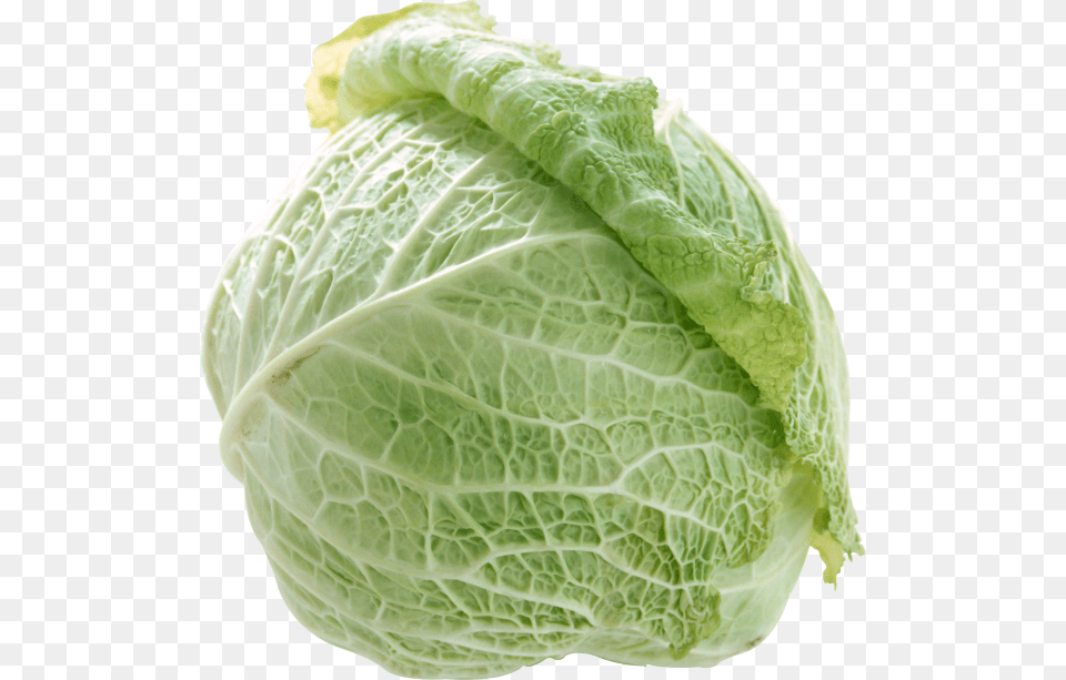 Cabbage Image Download, Food, Leafy Green Vegetable, Plant, Produce Free Png