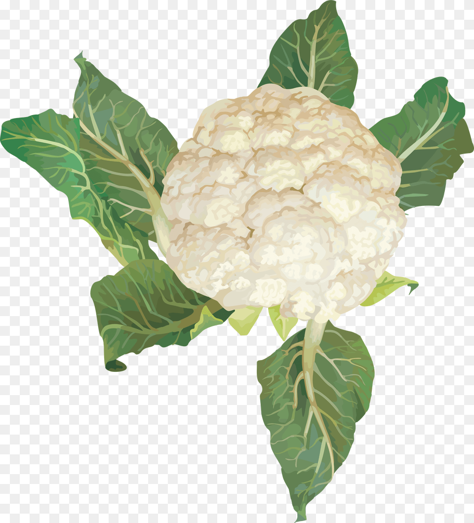 Cabbage Image Images Vegetables Clipart, Cauliflower, Food, Plant, Produce Free Png Download