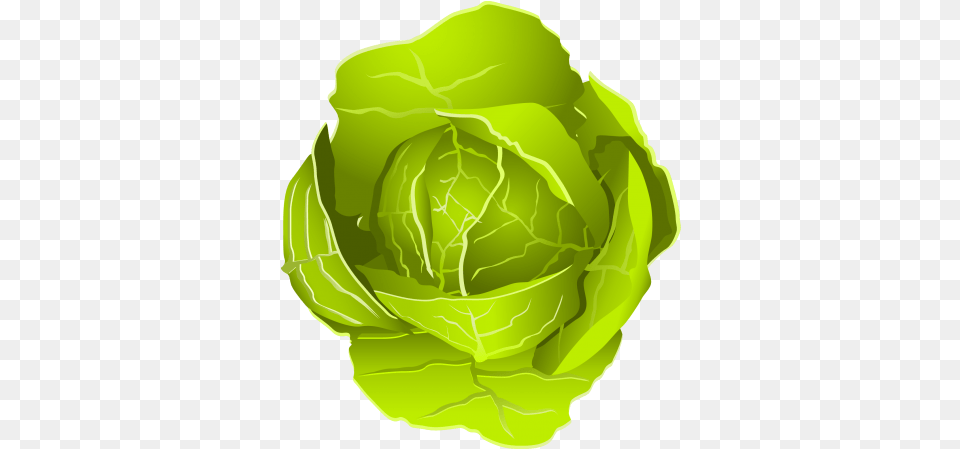 Cabbage Konfest, Leafy Green Vegetable, Food, Vegetable, Produce Free Png