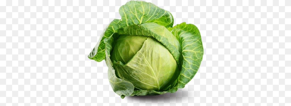 Cabbage Open Flower, Food, Leafy Green Vegetable, Plant, Produce Free Png Download