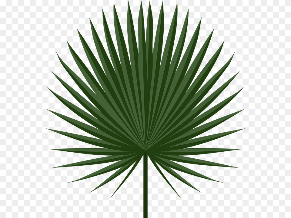 Cabbage Palm Leaf, Green, Palm Tree, Plant, Tree Free Png Download