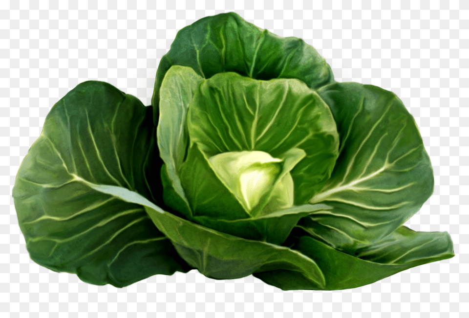 Cabbage Picture Clipart Vegetables Background, Food, Leafy Green Vegetable, Plant, Produce Free Transparent Png
