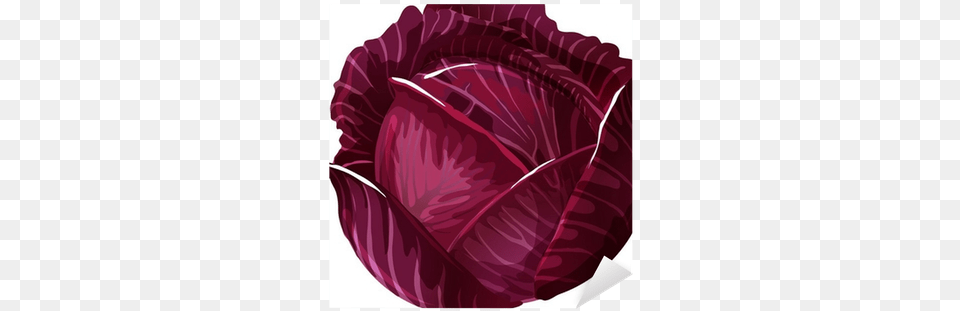 Cabbage Red Illustration, Food, Head Cabbage, Leafy Green Vegetable, Plant Free Png Download