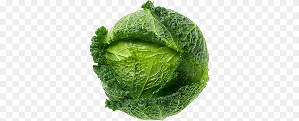 Cabbage Savoy Each Romaine Lettuce, Food, Leafy Green Vegetable, Plant, Produce Png