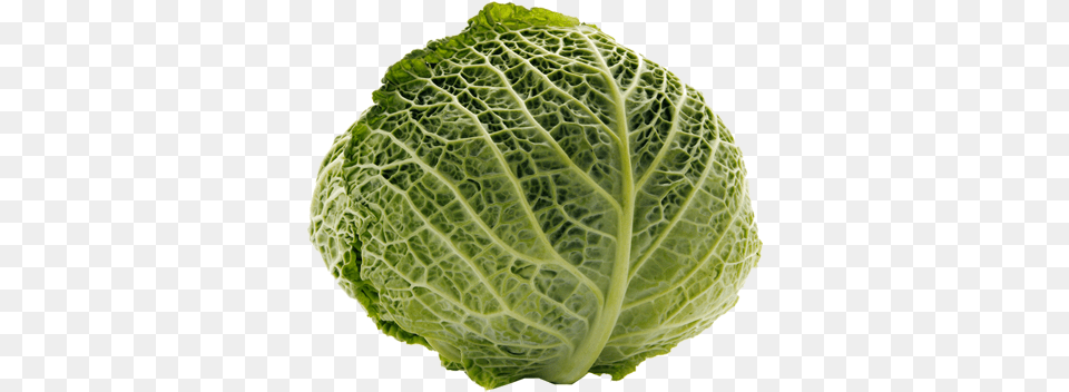 Cabbage Transparent Cabbage, Food, Produce, Leafy Green Vegetable, Plant Free Png Download