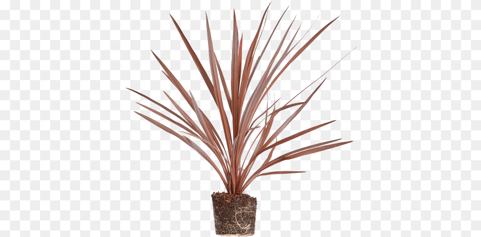 Cabbage Tree Houseplant, Plant, Palm Tree, Agavaceae, Flower Png