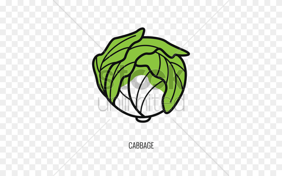 Cabbage Vector, Green Png