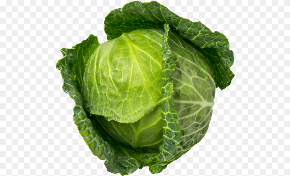 Cabbage Vegetable, Food, Leafy Green Vegetable, Plant, Produce Free Png