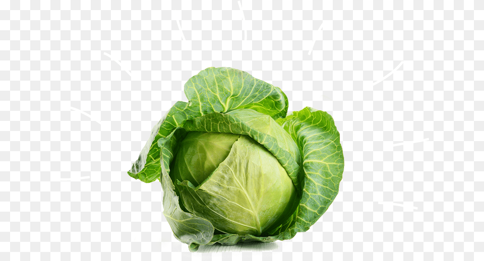Cabbage Vegetable Broccoli Beetroot White Cabbage, Food, Leafy Green Vegetable, Plant, Produce Free Png Download