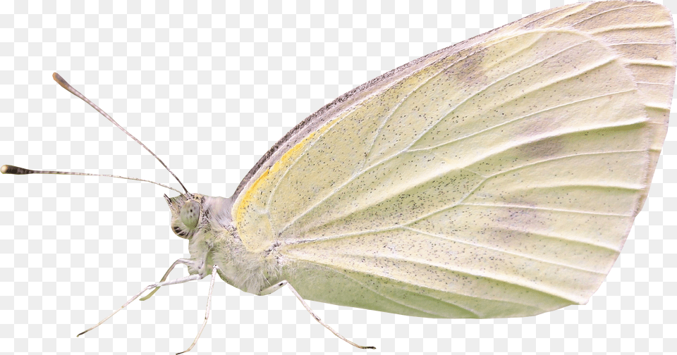 Cabbage White Butterfly, Animal, Insect, Invertebrate, Moth Png