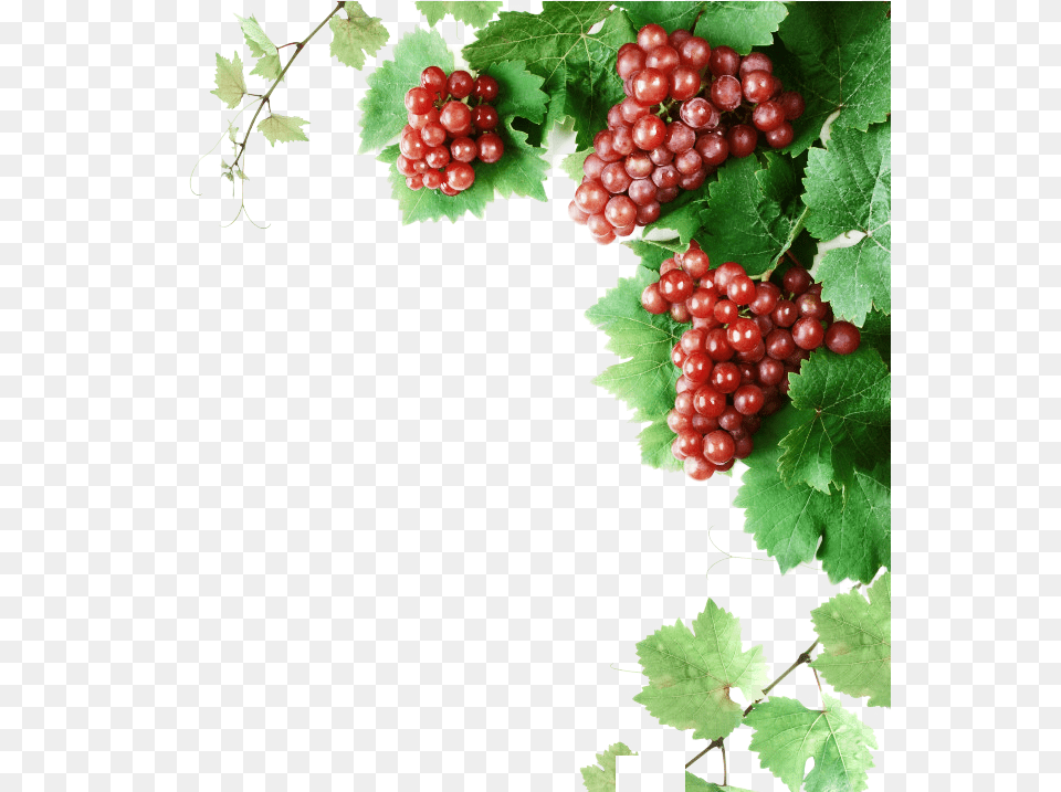 Cabernet Franc Wine Grape Vine Clip Art Grape, Food, Fruit, Grapes, Plant Free Transparent Png